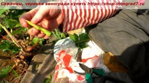 Прививка винограда- пошаговая инструкция, комбинированные прививки. Работа, любимая работа. Пузенко