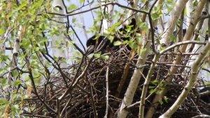 160506 Грачи в Тырново 7 Сидит в гнезде вид снизу КП