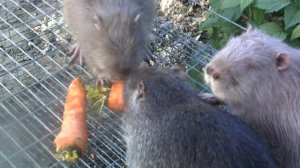 Кормление нутрий №2.Нормы и рационы кормления сельско-хозяйственного животного.