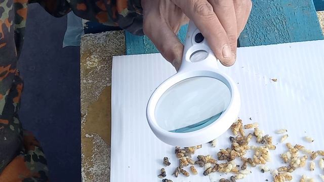 Клещ Тропи подбирается все ближе смотреть онлайн