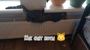 Как спят люди vs как спят коты😹