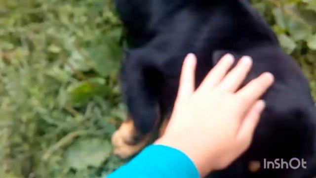 Клип ромашки. Песня Вали Карнавал./Vikulya TV смотреть онлайн