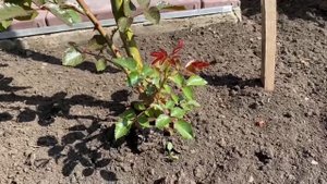 Розы радуют. Лаванда готовится цвести. Гортензии не перемерзли!