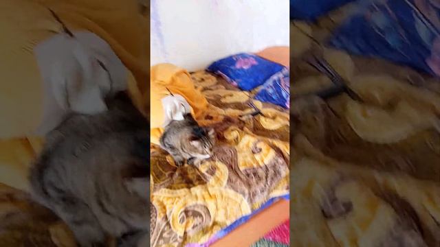 история кота смотреть онлайн