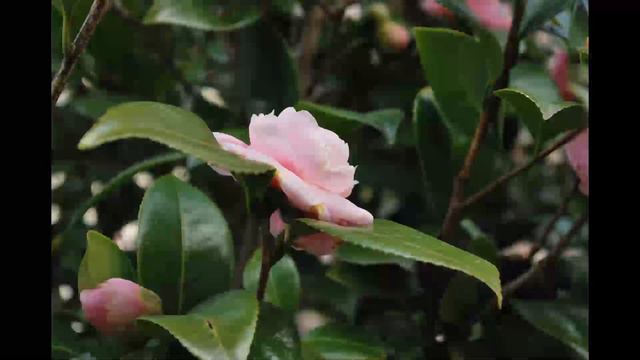 Bonsai: Species profile: camelia