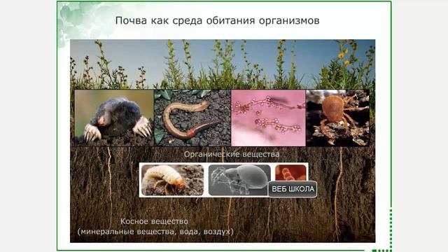 Почвенная среда обитания смотреть онлайн