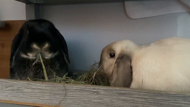 Вислоухие КРОЛИКИ бараны : Лучшее СЕНО для кроликов 24/7 - Еда для кроликов смотреть онлайн