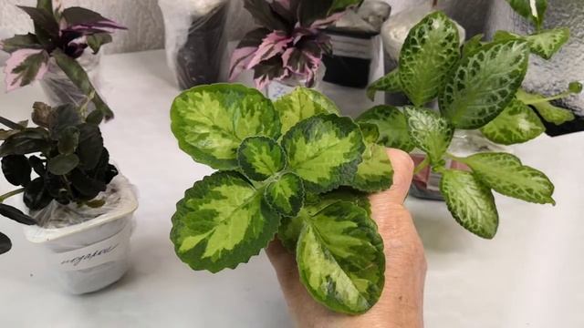 Посылка с цветами собирается в дорогу смотреть онлайн