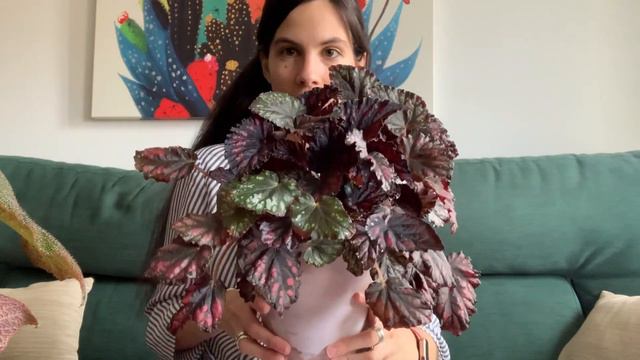 Cuidados de las begonias: iluminación, riego y abono смотреть онлайн