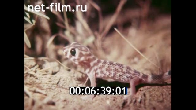 1982г. река Амударья. лжелопатонос. Туркменистан.