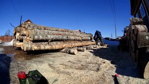 STIHL MS-290 Лучшая бензопила, Смотреть всем: День STIHLя