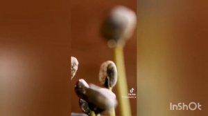 Цикламен. Выращивание из семян