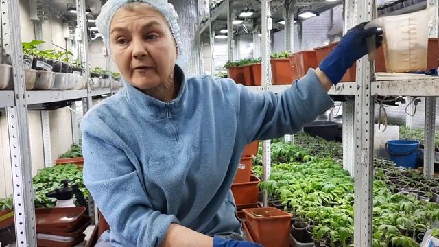 Пикируем томаты правильно. Кормилица микориза все сделает ха вас!!!