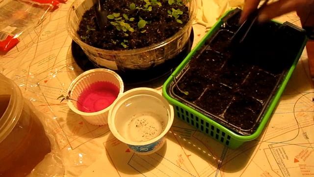 Рассада капусты заболела, как лечить? смотреть онлайн