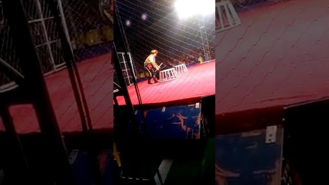 Цирк Шапито Династия Довгавлюк! смотреть онлайн