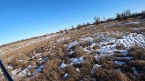 Дратхаар и Бретонский Эспаньоль сделали охоту на зайца!