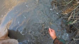 ЭТО НАДО ВИДЕТЬ! - СПАСАЮ РЫБУ! - СОМ, ОКУНЬ, РАКИ, КАРАСЬ - РЫБАЛКА РУКАМИ в ЛУЖЕ!