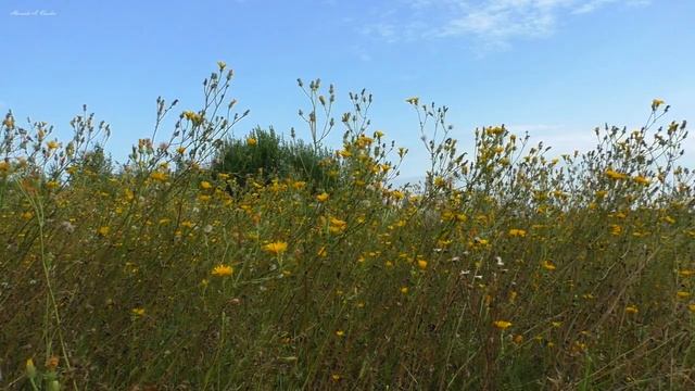 Звуки природы _ Летний луг.