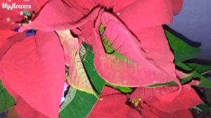 Пуансеттия.Уход после покупки в домашних условиях ?