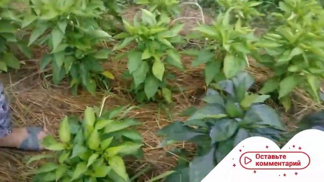 ?️ СЛАДКИЙ ПЕРЕЦ БИГ ПАПА | МУЛЬЧИРОВАНИЕ ГРЯДОК | ПЕРЦЫ НА ГРЯДКЕ смотреть онлайн