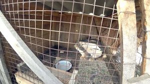 О кроликах. \\ Спаривание и подсадка крольчихи. \\ Ну и куда без Жоры?