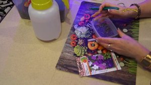 СЕЕМ КРАСОТКУ АЗАРИНА. ВЬЮЩИЕСЯ РАСТЕНИЯ. 2018 г.