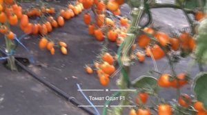 Самый урожайный гибрид черри томатов Одат F1