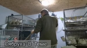 Как так? Вес бройлера в 38 дней!!!