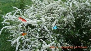 Спирея аргута Аргута (spirea arguta arguta) ? спирея Аргута обзор: как сажать саженцы спиреи Аргута