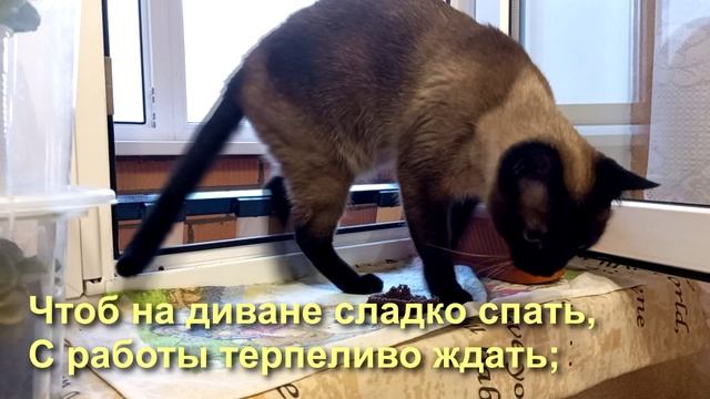Зачем в квартире нужен кот