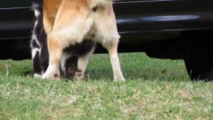 😂Try Not To Laugh Animals Video 2022 Cat And Dog MATING-BREEDING🐈️🐈️ #158| love animal |
