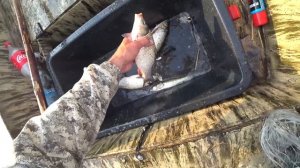 Рыбалка на кастинговую сеть Здоровые сазаны нас ждали! Какстинговая сеть рыбалка 2021 Сазаны монстр