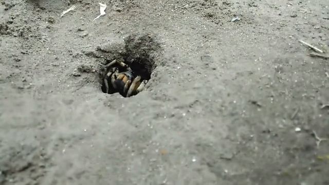 Тарантул, который живёт на даче смотреть онлайн