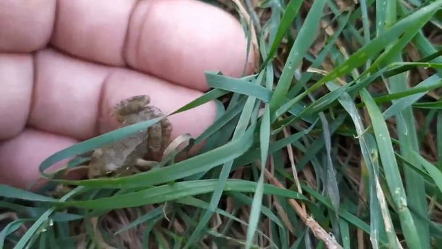 Лягушонок 2020 08 08 смотреть онлайн