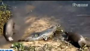 Шок! Выдра ест крокодила