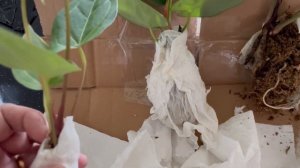 Unboxing 4 Anthuriums - Papi Legend, Papi Red Stem x Luxurians, Forgetii Velvet Leaf and Magni x Do