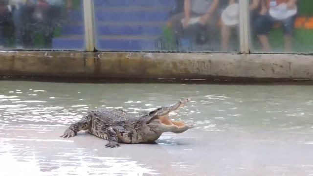 Паттайя . Шоу с крокодилами . смотреть онлайн