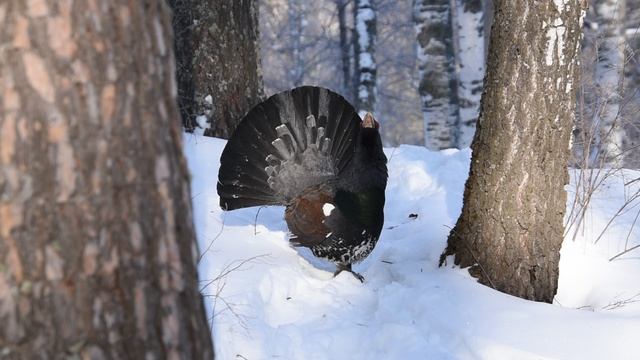 Памятник токующий Глухарь в Сосногорске