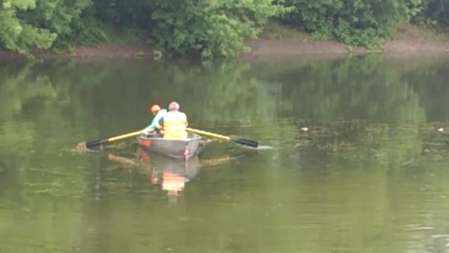 Дохлую рыбу вылавливают в Серебряно-Виноградных Прудах Москвы смотреть онлайн