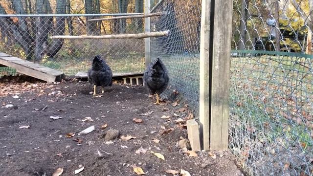 Part 1 Lots of Barred Rocks смотреть онлайн