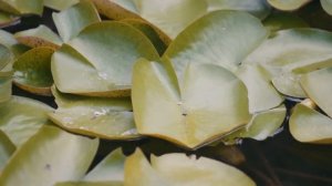 Dan Gibson’s Solitudes - Water-Lilly Pond | Garden in Provence