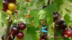 Смородина золотистая Шафак (ribes aureum) ? Шафак обзор: как сажать, саженцы смородины Шафак