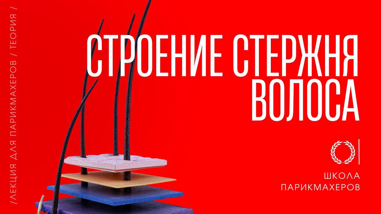 ОНЛАЙН–УРОК «СТРОЕНИЕ СТЕРЖНЯ ВОЛОСА»
