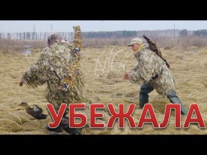 Охота весной. Подсадная делает ноги. Hunting in the spring. The decoy duck runs away