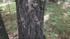 Ориентирование по мху и лишайнику