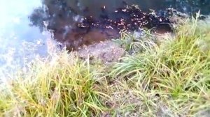 Осенняя рыбалка на бычков в Московской области