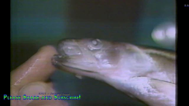 Smelt Dipping Techniques - Wild Turkey & More 1986-04-17 смотреть онлайн