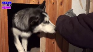 Будка для сибирской хаски / Dog house Husky 6-я часть