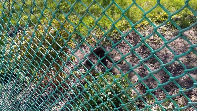 Попал на кошачью стрелку смотреть онлайн