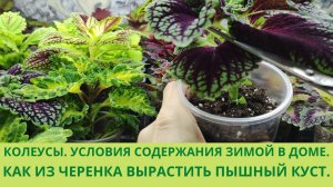 Колеусы .Зимнее содержание колеуса в доме. Мой уход. Как формирую черенок колеуса для пышного куста